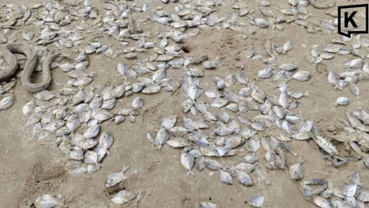 Mass fish deaths reported amid plankton bloom in Chumphon